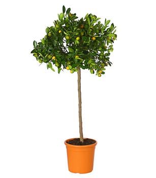 Calamondin-Orange von Dehner