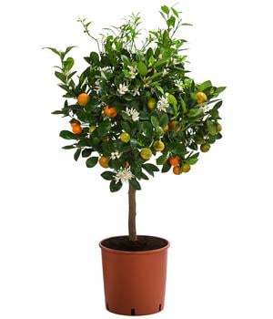 Calamondin-Orange