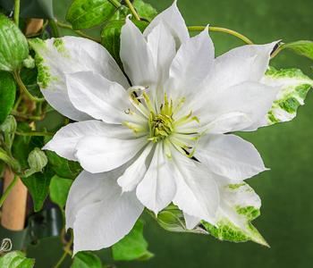 Waldrebe - Clematis 'Dancing Dorien ' von Dehner, Creme