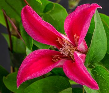 Waldrebe - Clematis 'Princess Diana'