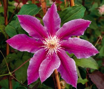 Waldrebe - Clematis 'Dr. Ruppel' von Dehner, Rosa / Pink