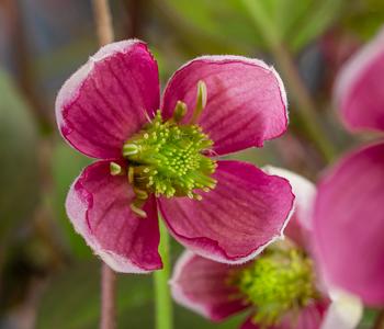 Waldrebe - Clematis 'Van Gogh' von Dehner, Rosa / Pink