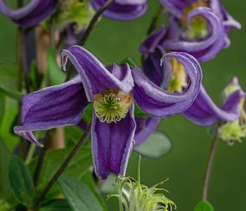 Waldrebe - Clematis 'Fascination' von Dehner, Lila / Weiß