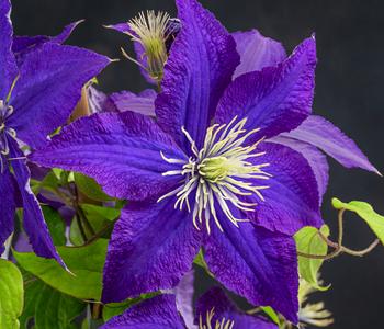 Waldrebe - Clematis