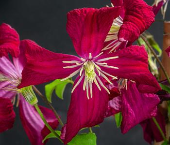 Waldrebe - Clematis von Dehner, Rot