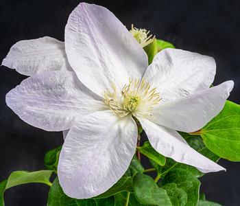 Waldrebe - Clematis von Dehner, Weiß