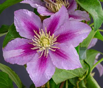 Waldrebe - Clematis von Dehner, Rosa