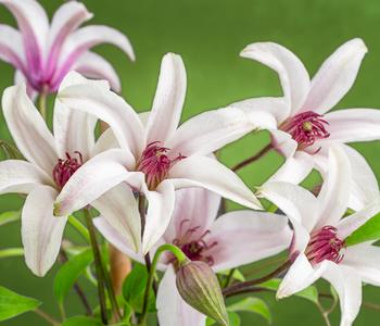 Waldrebe - Clematis 'Princess Kate' von Dehner, Weiß / Rot Lila