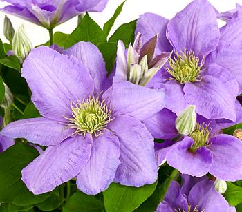 Waldrebe - Clematis, blau, Rankhilfe von Dehner, Lila