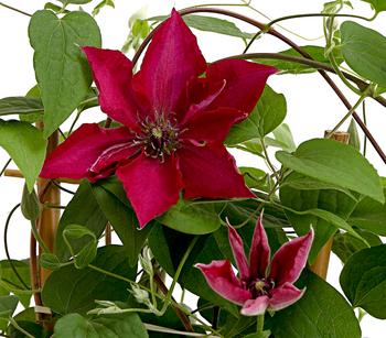 Waldrebe - Clematis, rot, Rankhilfe von Dehner