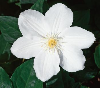 Waldrebe - Clematis 'Madame le Coultre' von Dehner, Weiß