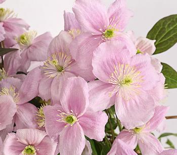 Berg-Waldrebe - Clematis 'Fragrant Spring' von Dehner, Zartrosa