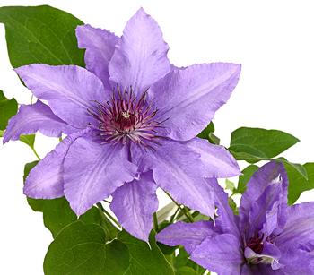Waldrebe - Clematis, Spalier