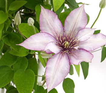 Waldrebe - Clematis, Spalier von Dehner, Weiß