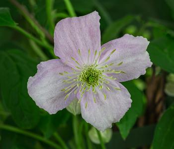 Berg-Waldrebe - Clematis 'Rubens' von Dehner, Zartrosa