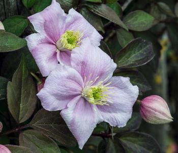 Berg-Waldrebe - Clematis 'Rubens'