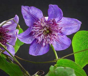 Waldrebe - Clematis 'Multi Blue'