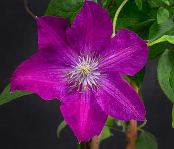 Waldrebe - Clematis 'Rouge Cardinal' von Dehner, Dunkelrot
