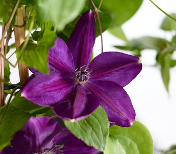 Waldrebe - Clematis, blau, Bogen von Dehner, Lila