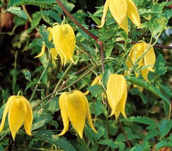 Gold-Waldrebe - Clematis, gelb von Dehner