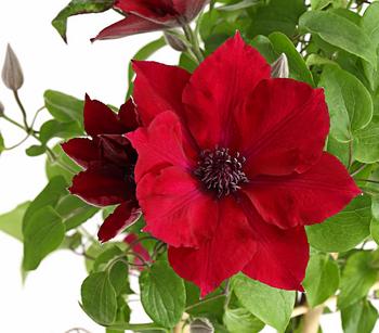 Waldrebe - Clematis, Rankhilfe von Dehner, Rot