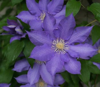 Waldrebe - Clematis 'Jackmannii/The President' von Dehner, Lila