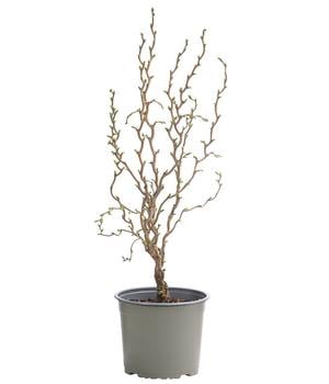 Zwerg-Korkenzieher-Haselnuss 'Scooter'