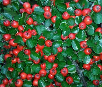 Zwergmispel 'Streibs Findling'