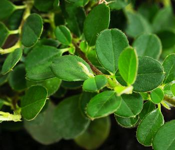 Zwergmispel 'Frieders Evergreen'