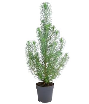 Pinie 'Silver Crest'