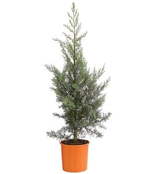 Arizona-Säulen-Zypresse 'Glauca' von Dehner, Grün