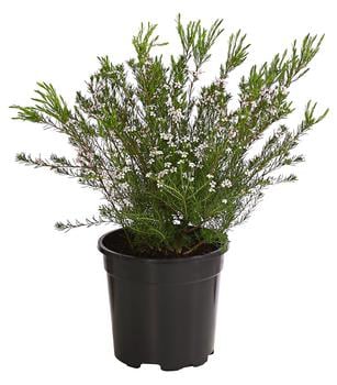 Götterduft 'Pink Fountain'