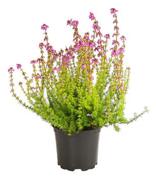 6 x Graue Glockenheide, verschiedene Farben von Dehner, Rosa / Pink Weiß - Mindestbestellmenge: 6 Stk.