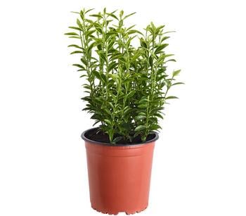 Kleinblättriger Spindelstrauch 'Microphyllus Aureovariegatus'