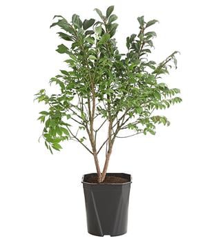 Niedriger Korkspindelstrauch 'Compactus'