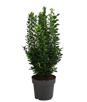 Japanischer Spindelstrauch 'Green Spire'