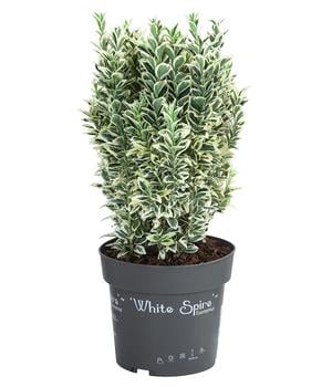 Japanischer Spindelstrauch 'White Spire'