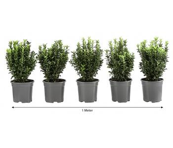 1 Meter Säulen-Spindelstrauch 'Green Rocket', 5 x ca. 25 cm