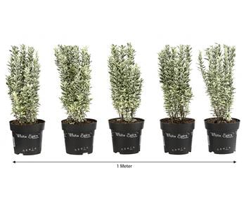 1 Meter Spindelstrauch 'White Spire', 5 x ca. 40-45 cm