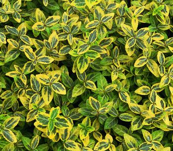 Kriech-Spindelstrauch 'Emerald'n Gold'