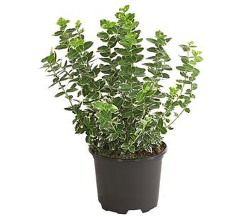 Spindelstrauch 'Emerald Gaiety'