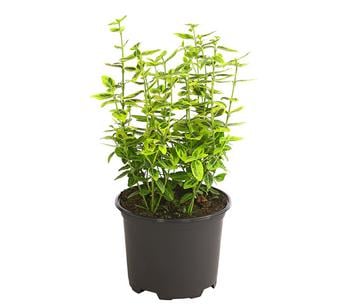 Spindelstrauch 'Emerald'n Gold'