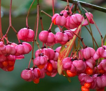 Pfaffenhütchen, Pink
