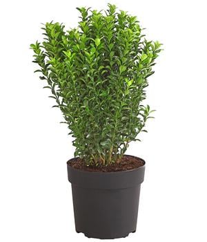 Säulen-Spindelstrauch 'Green Rocket' von Dehner, Dunkelgrün / Weiß