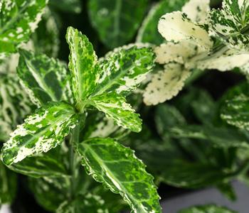 Kriech-Spindelstrauch 'Harlequin'