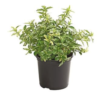 Spindelstrauch 'Harlequin'