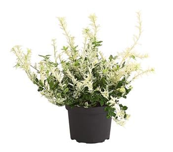 Spindelstrauch 'Harlequin'