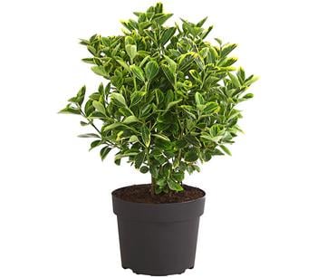 Japanischer Spindelstrauch 'Aureomarginatus'