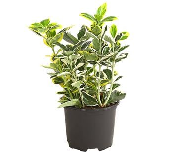 Japanischer Spindelstrauch Twins