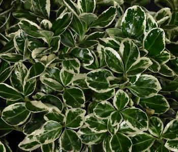 Japanischer Kriech-Spindelstrauch 'Kathy'